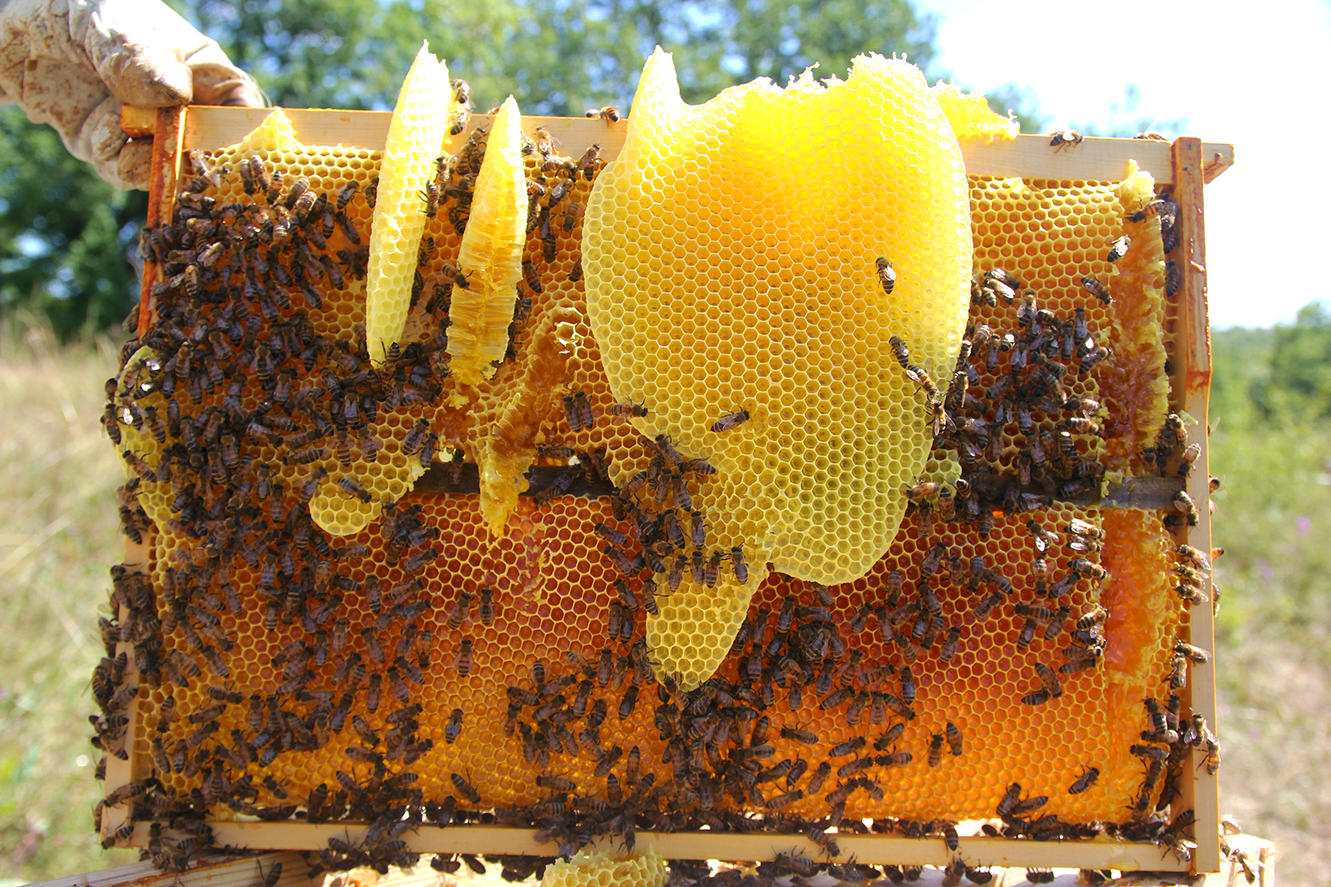 Rayon de miel - Merveilles d'abeilles